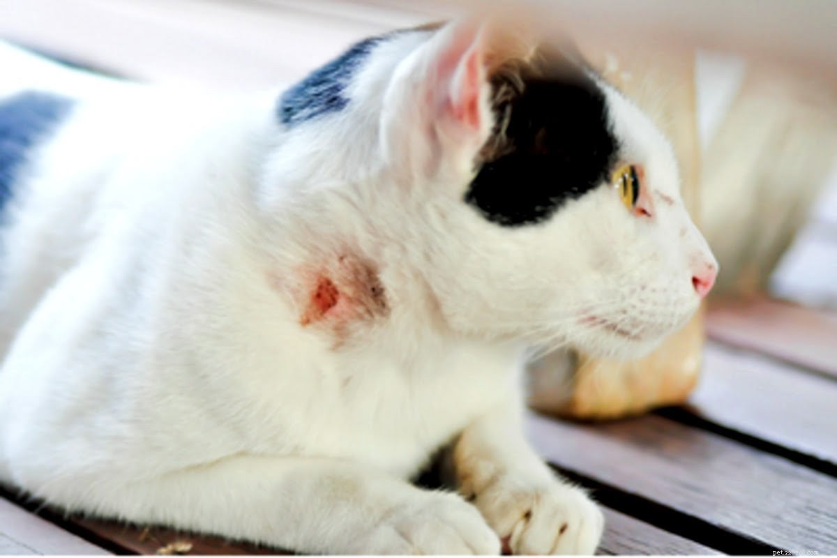 Что делать, если от раны вашей кошки пахнет