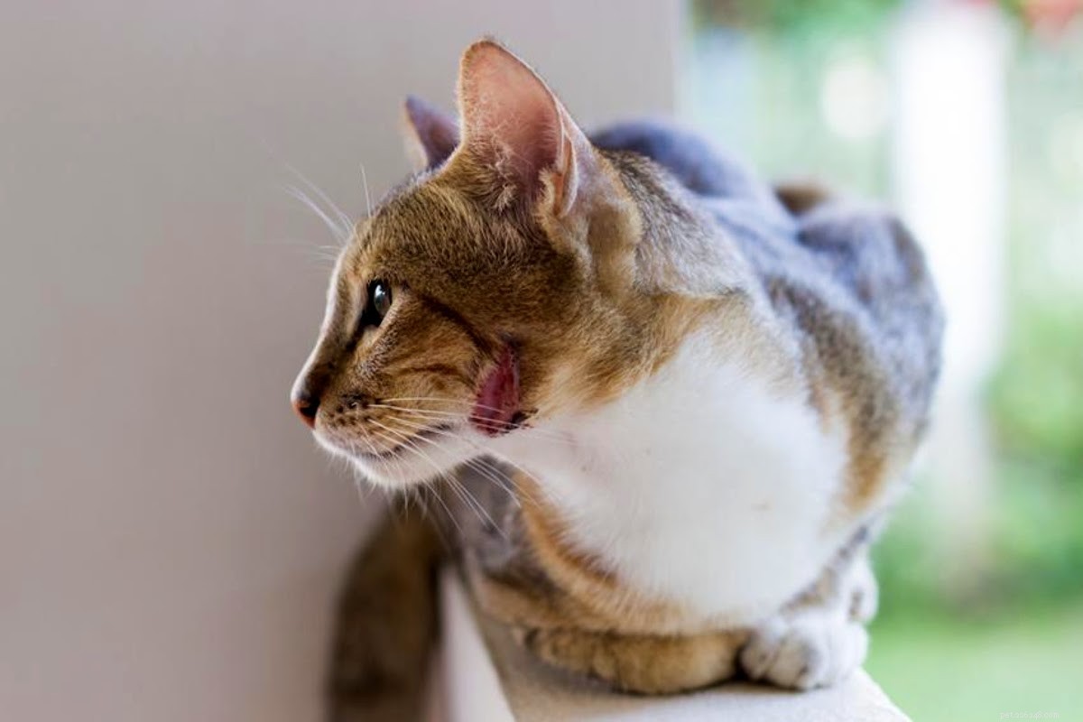 Wat te doen als de wondgeur van uw kat stinkt