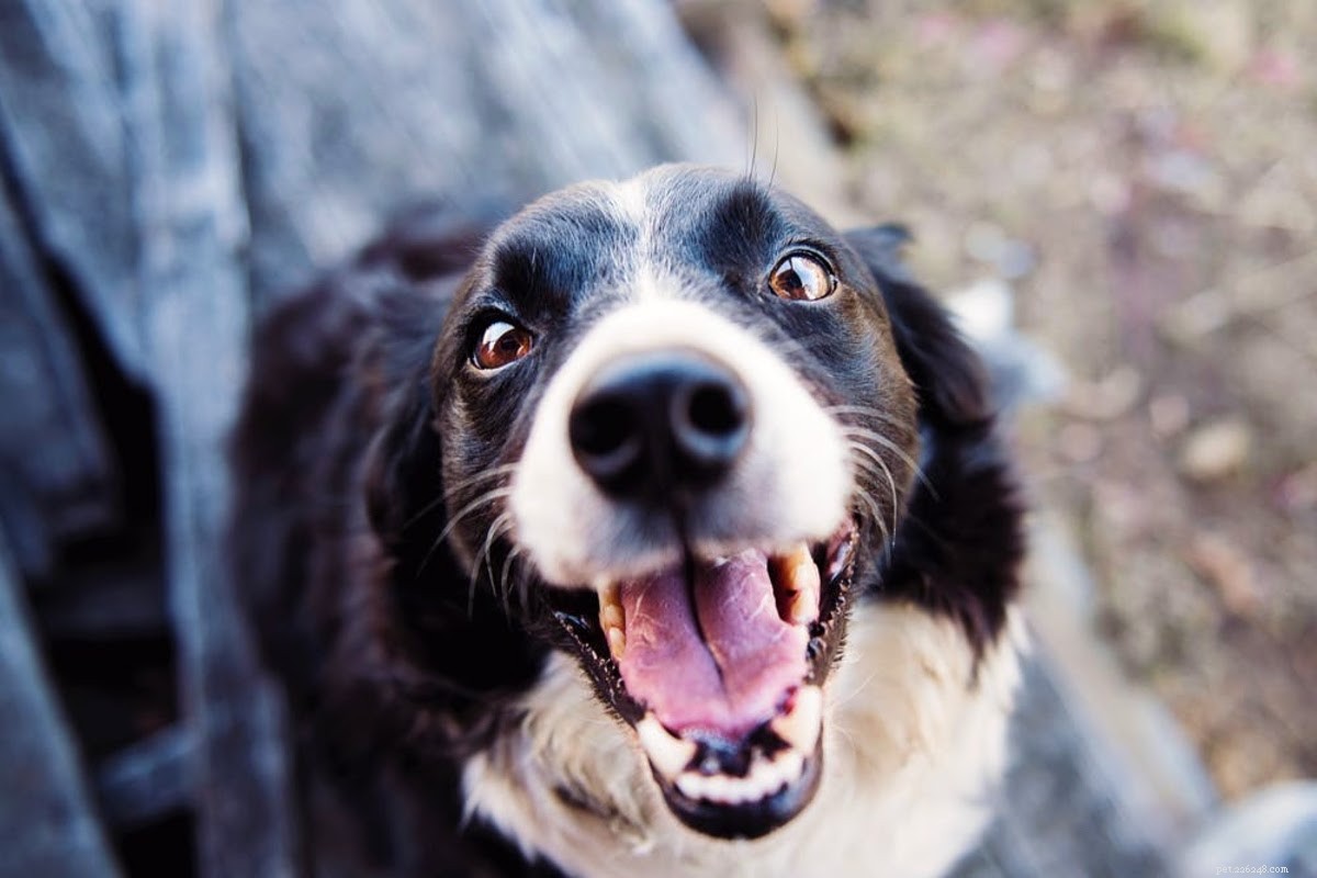 Vad du ska göra om din hund har nässelutslag