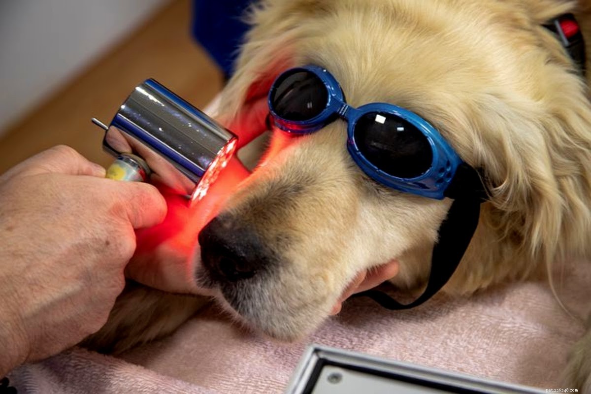 Cosa fare se il tuo cane ha l orticaria
