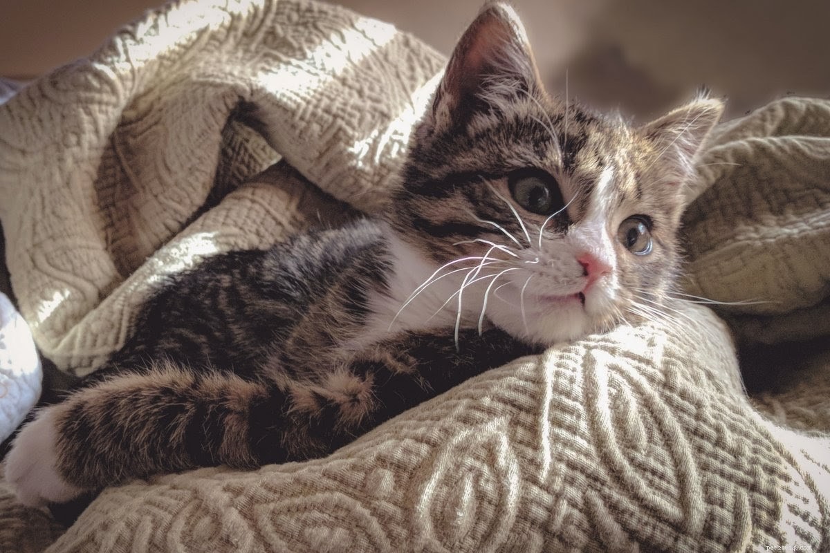 De vanligaste katthälsoproblemen och hur man behandlar dem