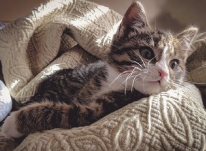 Nejčastější zdravotní problémy koček a jak je léčit