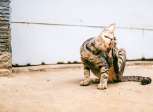 Jak se zbavit kočičích lupů