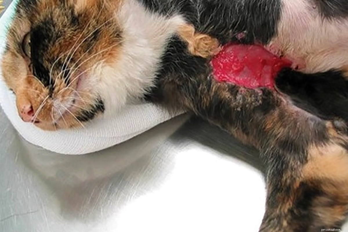 Os quatro estágios da cicatrização de feridas em gatos