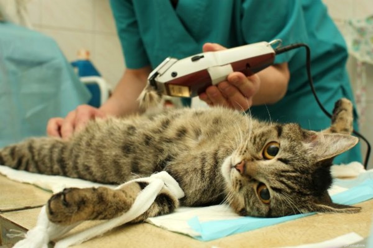 Os quatro estágios da cicatrização de feridas em gatos