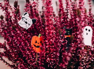 Tipy a triky pro bezpečnou oslavu Halloweenu s vaší kočkou