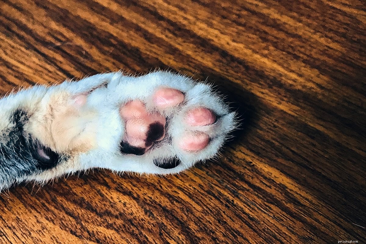 Catch a Kitty by the Toe:How to Treat a Cat With a Torn Nail