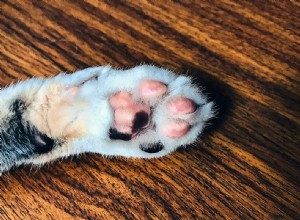발가락으로 고양이 잡기:발톱이 찢긴 고양이를 치료하는 방법