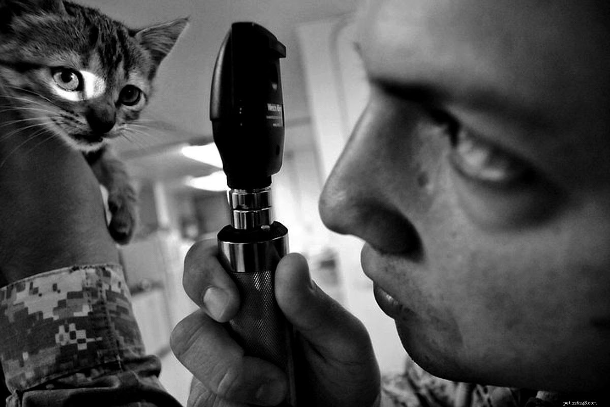 Поймать котенка за палец:как лечить кошку с оторванным когтем