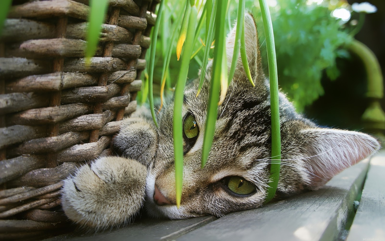 Växter som kan göra din katt sjuk och sådana som är säkra för din kattvän