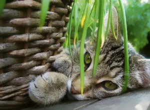 あなたの猫を病気にすることができる植物とあなたの猫の友人にとって安全な植物 