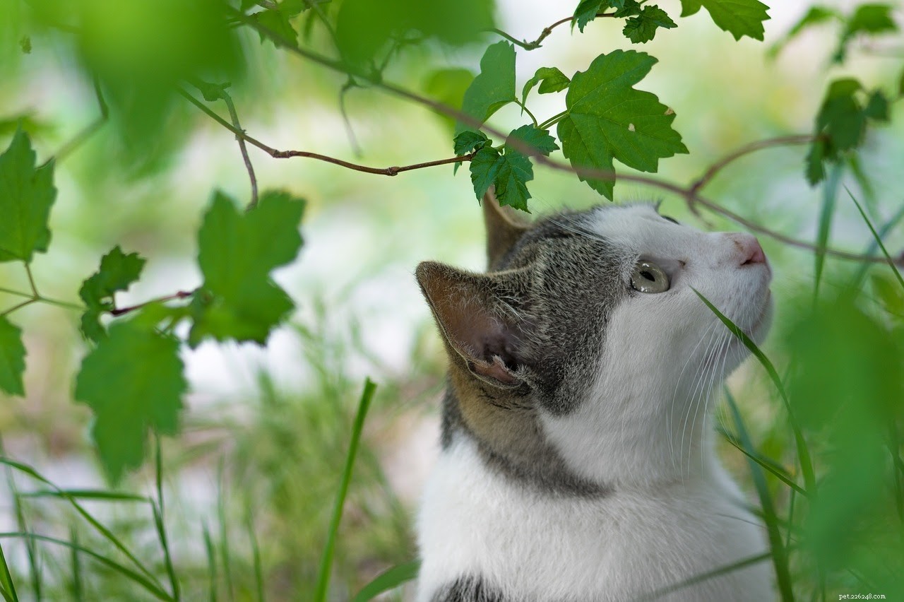 Planten die uw kat ziek kunnen maken en planten die veilig zijn voor uw kattenvriend