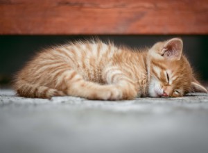 Hypoalergenní kočky, které jsou ideální pro lidi s alergiemi