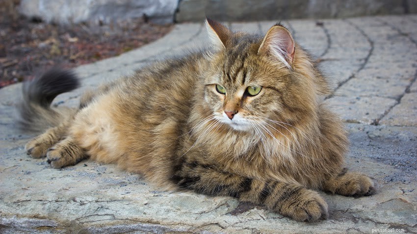 Hypoallergena katter som är perfekta för personer med allergier