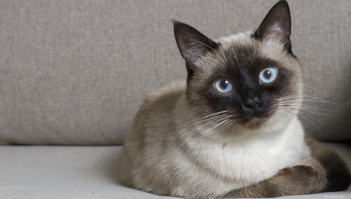 Hypoalergenní kočky, které jsou ideální pro lidi s alergiemi