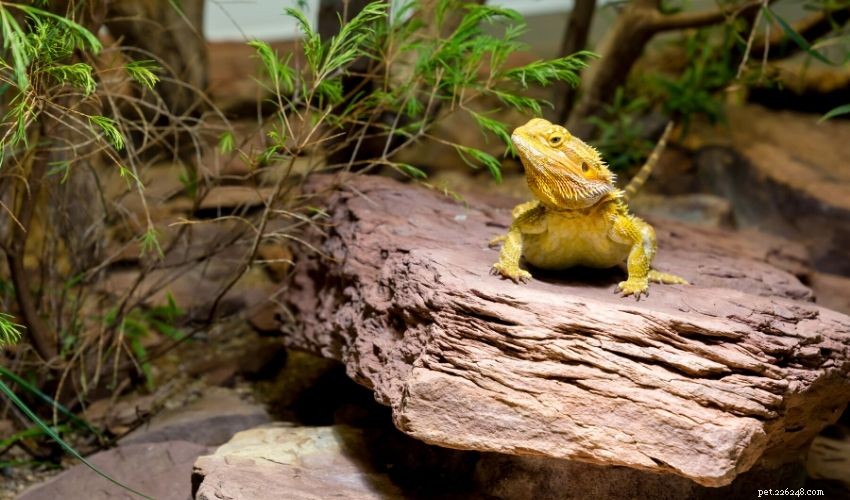 L aide-mémoire pour l habitat parfait pour les reptiles