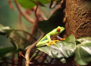Fokus på grodor:Allt du behöver veta om att ta hand om amfibier för husdjur