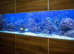 De pH-waarde van uw aquarium aanpassen