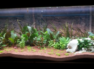 Какие аквариумные растения следует использовать?