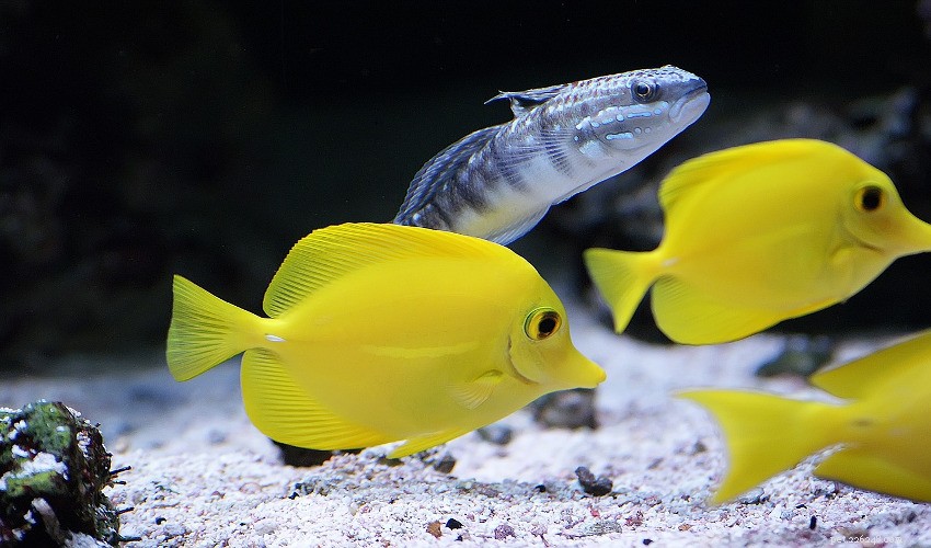 Co potřebujete vědět o mořských akváriích