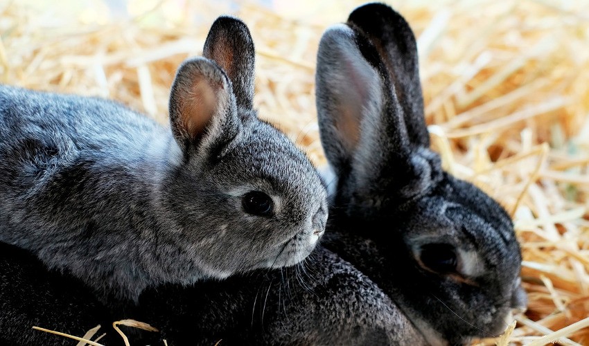 Zorgen voor konijnen als huisdier