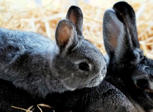 Péče o králíčky v zájmovém chovu