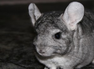 Grooming and Fur Health of Chinchillas