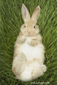 Proč je králík dokonalým mazlíčkem pro rodinu!