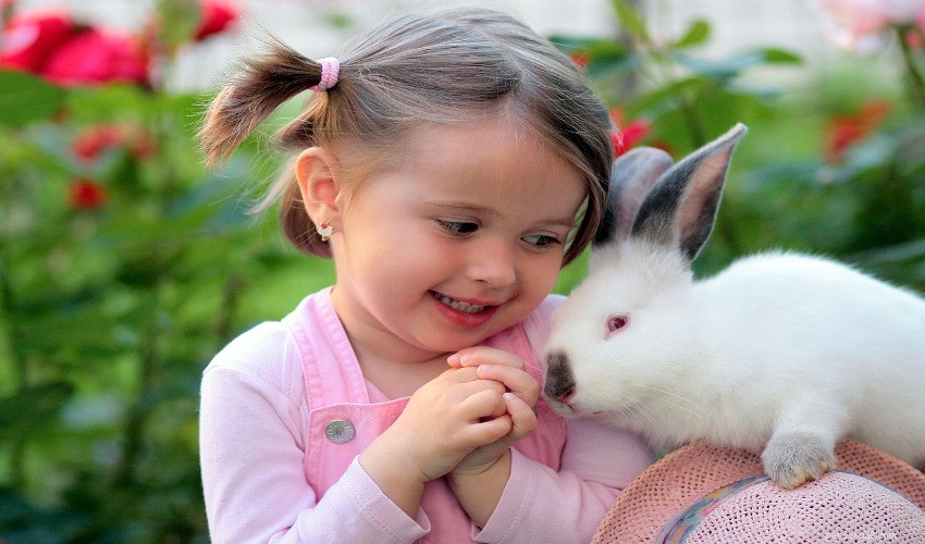 Varför är en kanin det perfekta husdjuret för familjen!