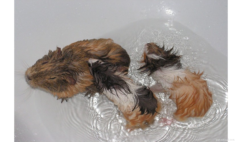 The Three P s of Washing Your Guinea Pig