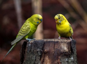Malattie e soluzioni comuni degli uccelli da compagnia