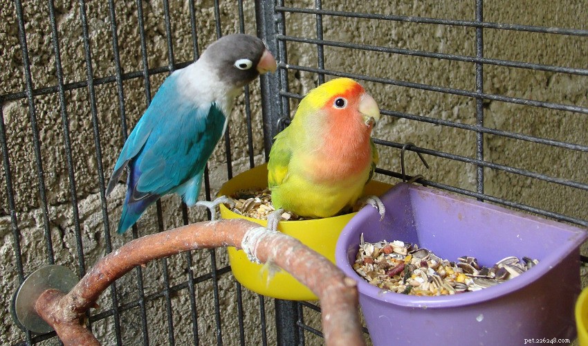 Il mio uccello in gabbia dovrebbe fare il bagno?