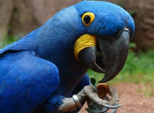 Parrot Beak Care 101