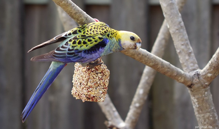 A importância de uma dieta saudável para seu pássaro
