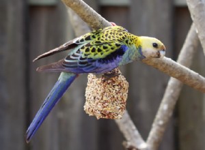 Význam zdravé stravy pro vašeho ptáka
