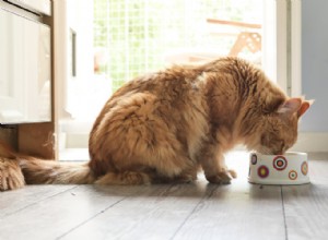 Úvahy o dietě pro těhotné kočky