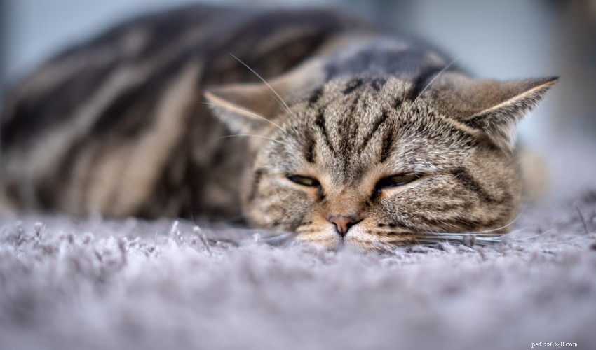Средства от простуды у кошек