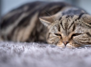 Средства от простуды у кошек