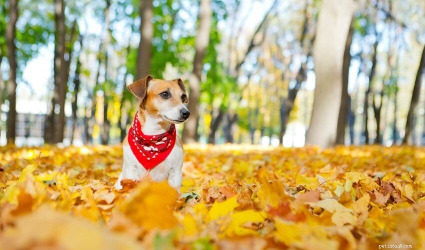 Dicas de segurança para animais de estimação no outono