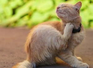 Hur man behandlar ringorm hos hundar och katter