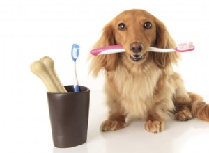 Zdravé zubní postupy pro domácí mazlíčky
