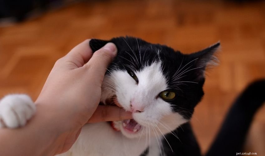 Por que seu gato “ama” morde?