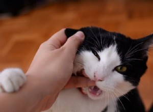 Почему ваша кошка «любит» кусаться?