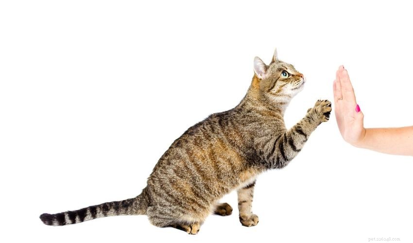Дрессировка вашей кошки с помощью кликера