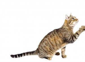 Дрессировка вашей кошки с помощью кликера