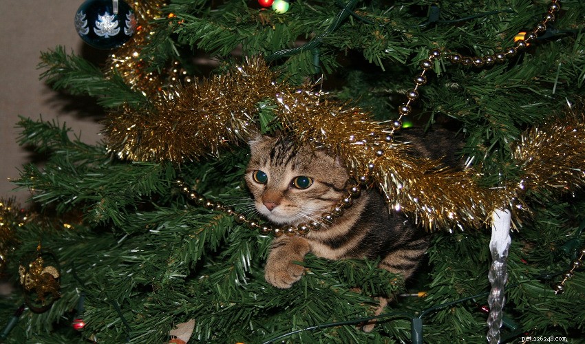 Dicas para manter animais de estimação e árvores de Natal separados