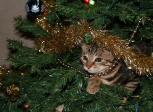Советы по разделению домашних животных и новогодних елок