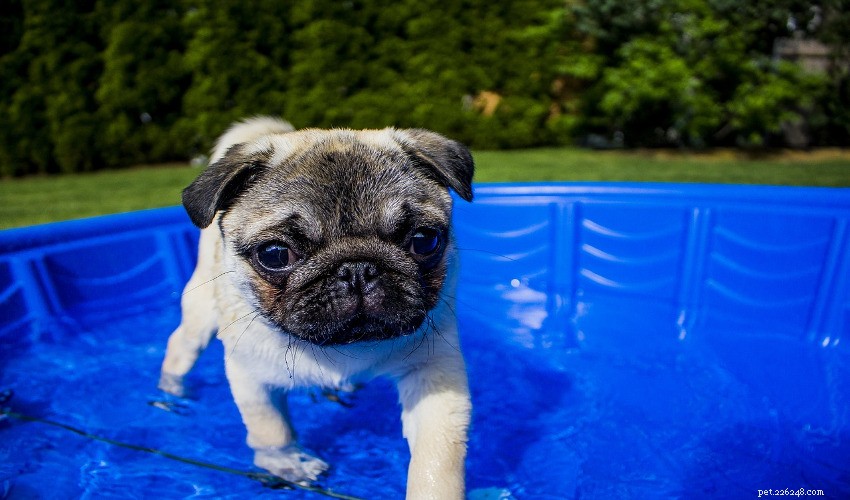 Dicas legais para animais de estimação para os dias de verão do cão