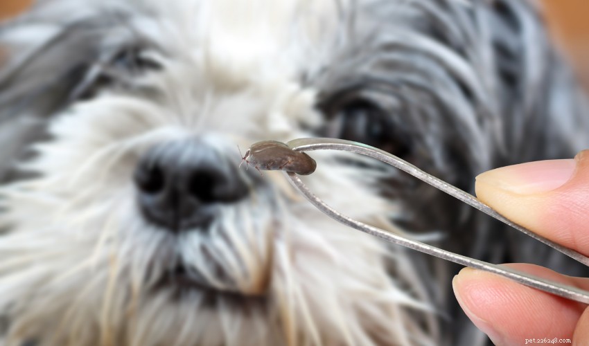 Hitta fästingar på din hund – 5 platser att leta på