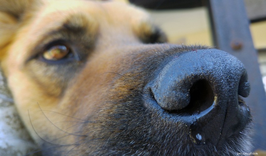 Detecção de alergias em cães